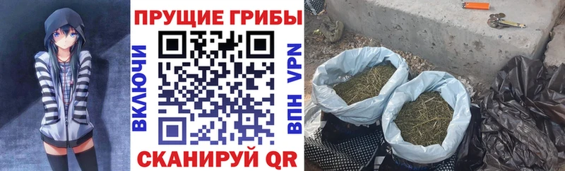 Купить где  Ноябрьск  Галлюциногенные грибы GOLDEN TEACHER